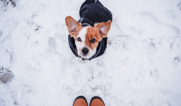 Cold Weather Care: Preparing Your Pet for Winter’s Chill