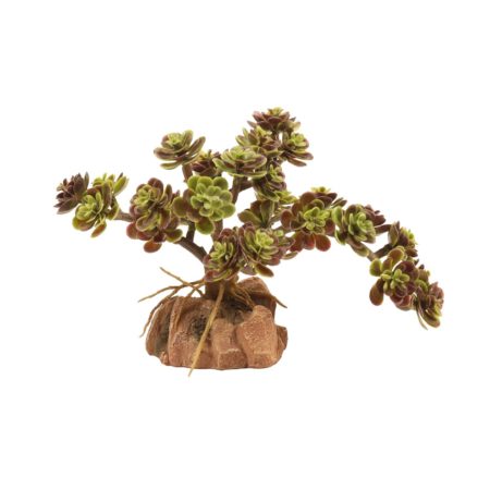 Zoo Med Desert Flora – Red Leaf Stonecrop