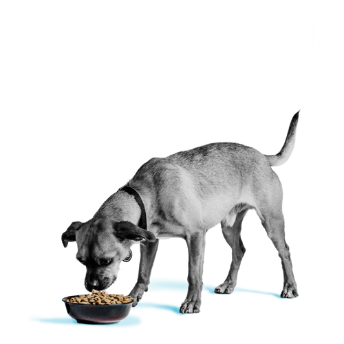 Bixbi Pet Liberty® Dry Food for Dogs – Fisherman’s Catch