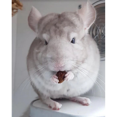 Exotic Nutrition's Critter Selects Dried Rose Hips Treats for Small Animals